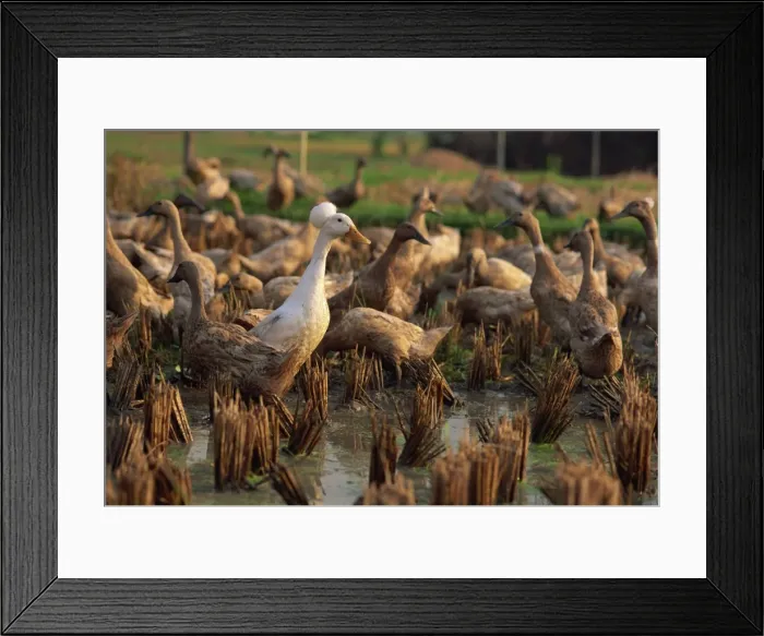 Framed Print : Domestic ducks feeding in rice paddy at Ubud, central Bali, Indonesia, Southeast Asia Framed Print : Domestic ducks feeding in rice paddy at Ubud, central Bali, Indonesia, Southeast Asia