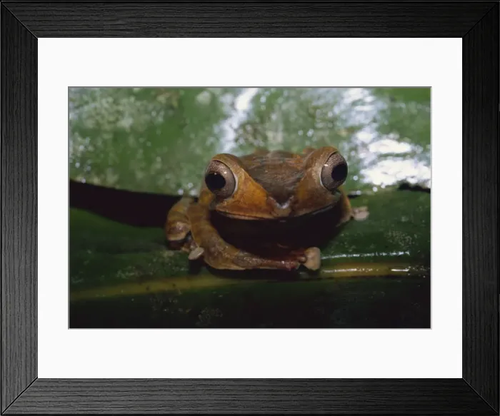 Framed Print : File eared tree frog (Polypedates otilopus) in virgin rainforest in Danum Valley Conservation Area Framed Print : File eared tree frog (Polypedates otilopus) in virgin rainforest in Danum Valley Conservation Area