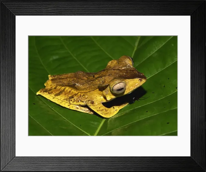 Framed Print : Unidentified Bornean tree frog species found in primary rainforest, Danum Valley Framed Print : Unidentified Bornean tree frog species found in primary rainforest, Danum Valley