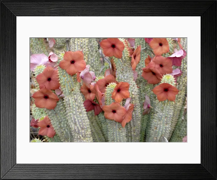 Framed Print : Hoodia lugardia, Botswana, Africa Framed Print : Hoodia lugardia, Botswana, Africa