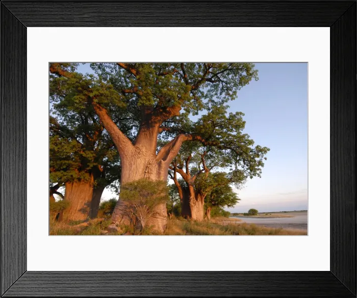 Framed Print : Baines baobabs, Nxai Pan, Botswana, Africa Framed Print : Baines baobabs, Nxai Pan, Botswana, Africa