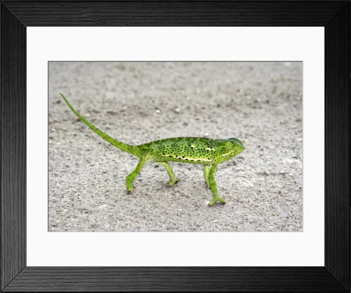 Framed Print : Chameleon, Botswana, Africa Framed Print : Chameleon, Botswana, Africa