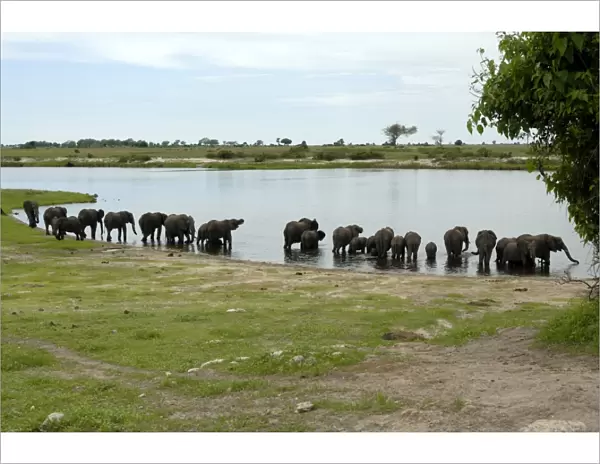 Elephants bathing, Chobe National Park, Botswana, Africa