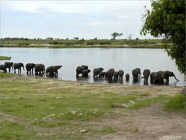 Elephants bathing, Chobe National Park, Botswana, Africa