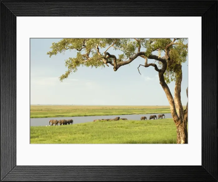 Framed Print : Elephants bathing late evening, Chobe National Park, Botswana, Africa Framed Print : Elephants bathing late evening, Chobe National Park, Botswana, Africa