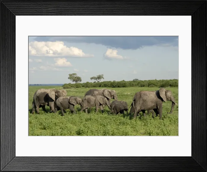 Framed Print : Group of elephants after mud bath, Chobe National Park, Botswana, Africa Framed Print : Group of elephants after mud bath, Chobe National Park, Botswana, Africa
