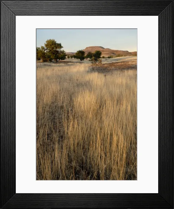 Framed Print : Tall grass in late evening, Damararaland, Namibia, Africa Framed Print : Tall grass in late evening, Damararaland, Namibia, Africa