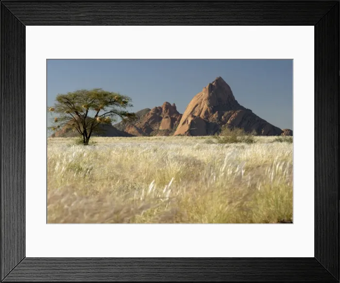 Framed Print : Nests of weaverbirds, Spitskoppe mountains, Damaraland, Namibia, Africa Framed Print : Nests of weaverbirds, Spitskoppe mountains, Damaraland, Namibia, Africa