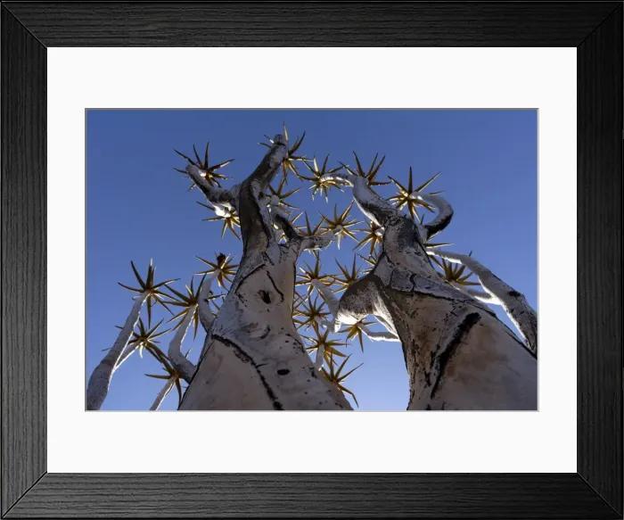 Framed Print : Quiver trees, Keetmanshoop, Namibia, Africa Framed Print : Quiver trees, Keetmanshoop, Namibia, Africa
