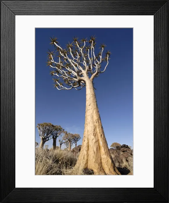 Framed Print : Quiver tree, Keetmanshoop, Namibia, Africa Framed Print : Quiver tree, Keetmanshoop, Namibia, Africa