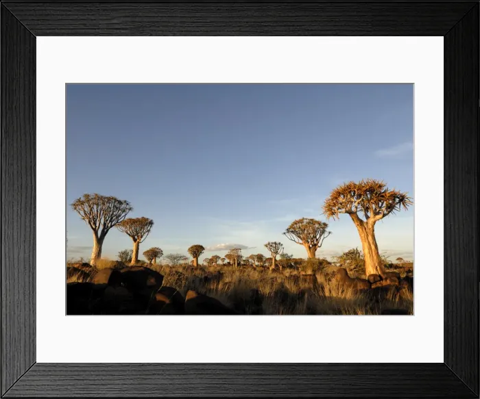 Framed Print : Quiver tree forest, Keetmanshoop, Namibia, Africa Framed Print : Quiver tree forest, Keetmanshoop, Namibia, Africa