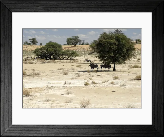 Framed Print : Oryx in Kgalagadi Transfrontier Park, South Africa, Africa Framed Print : Oryx in Kgalagadi Transfrontier Park, South Africa, Africa