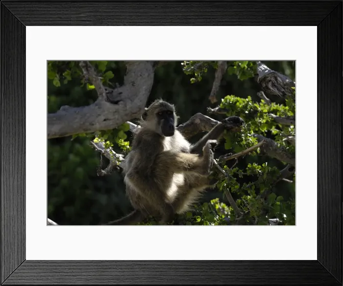 Framed Print : Baboon in morning light, Chobe National Park, Botswana, Africa Framed Print : Baboon in morning light, Chobe National Park, Botswana, Africa
