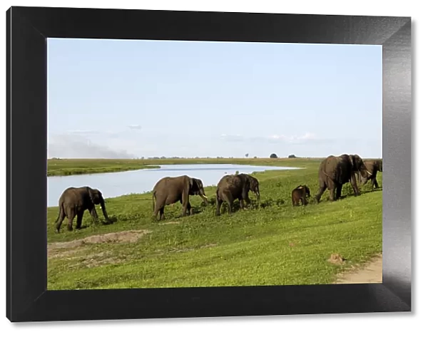 Elephants on river bank, Chobe National Park, Botswana, Africa