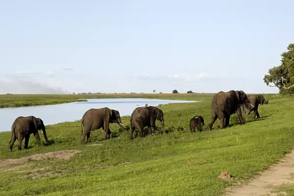 Elephants on river bank, Chobe National Park, Botswana, Africa