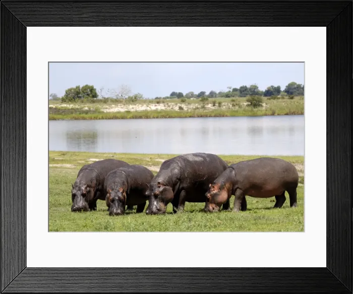 Framed Print : Grazing hippos, Chobe National Park, Botswana, Africa Framed Print : Grazing hippos, Chobe National Park, Botswana, Africa