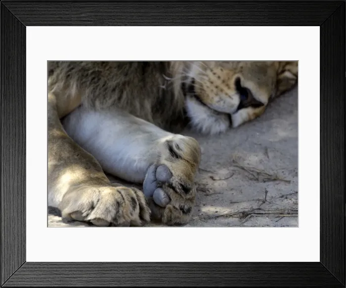 Framed Print : Close-up of lions paw, Kgalagadi Transfrontier Park, South Africa, Africa Framed Print : Close-up of lions paw, Kgalagadi Transfrontier Park, South Africa, Africa