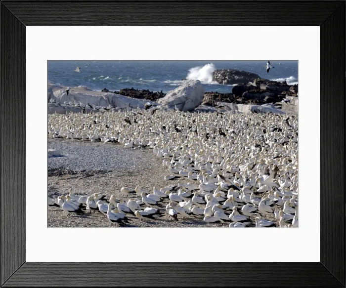 Framed Print : Gannet colony, Lamberts Bay, South Africa, Africa