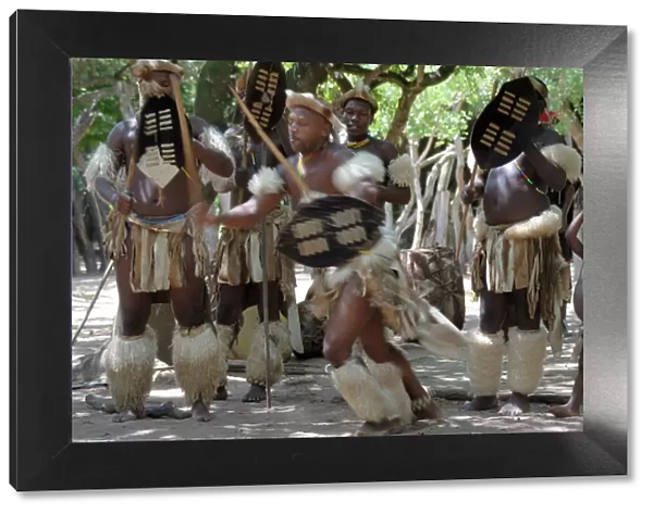 Zulu tribal dance group, Dumazula Cultural Village, South Africa, Africa