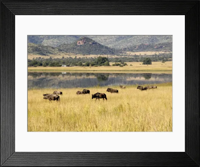 Framed Print : Wildebeest, Pilanesberg National Park, Sun City, South Africa, Africa Framed Print : Wildebeest, Pilanesberg National Park, Sun City, South Africa, Africa