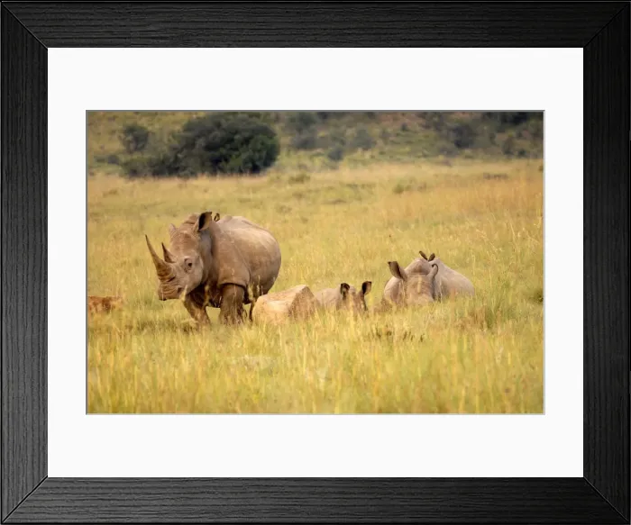 Framed Print : Group of white rhinos, Pilanesberg National Park, Sun City, South Africa, Africa Framed Print : Group of white rhinos, Pilanesberg National Park, Sun City, South Africa, Africa