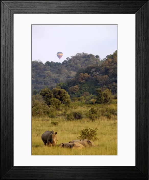 Framed Print : Group of white rhinos and balloon, Pilanesberg National Park, Sun City Framed Print : Group of white rhinos and balloon, Pilanesberg National Park, Sun City