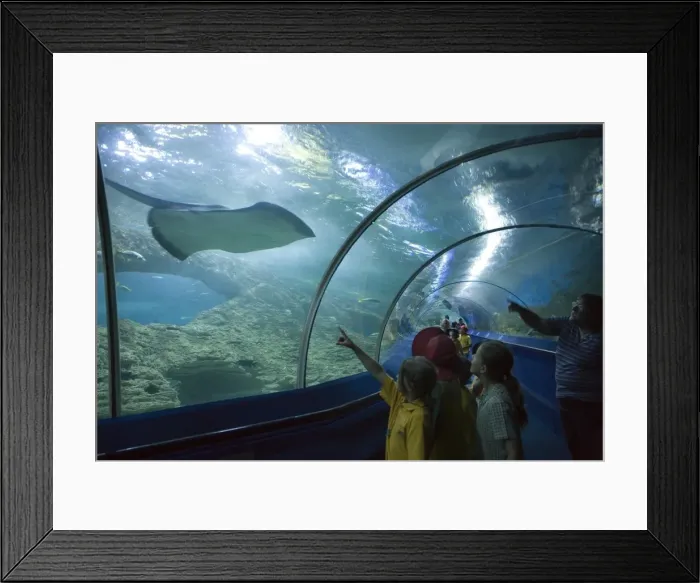 Framed Print : Children looking at a stingray, Aquarium of Western Australia, Perth, Western Australia