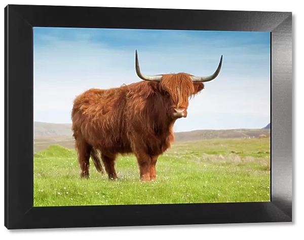 Highland cattle, Isle of Skye, Scotland, United Kingdom, Europe