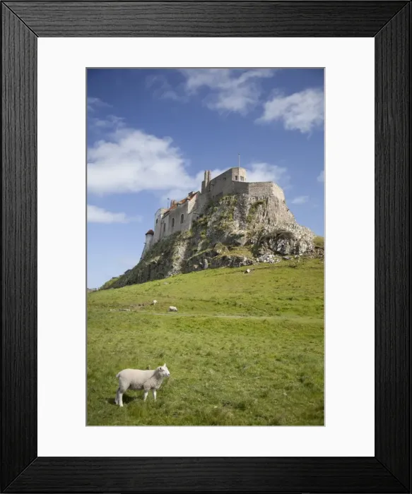 Framed Print : Lindisfarne Castle and sheep, Lindisfarne or Holy Island, Northumberland Framed Print : Lindisfarne Castle and sheep, Lindisfarne or Holy Island, Northumberland