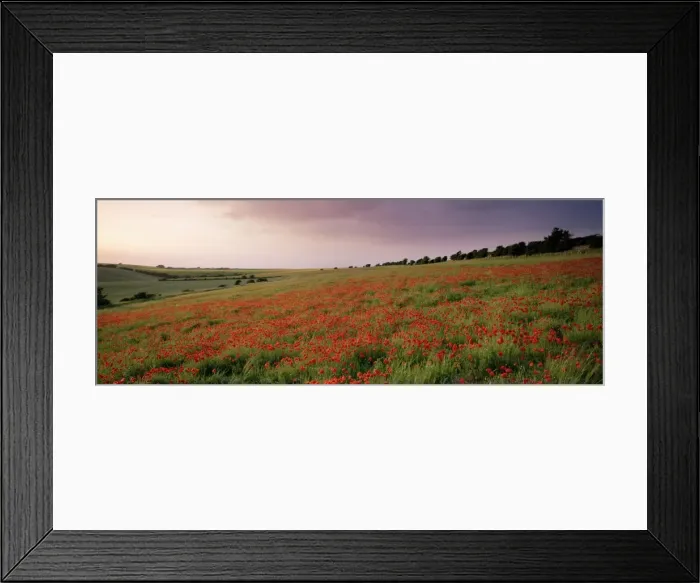 Framed Print : Poppies in June, The South Downs near Brighton, Sussex, England, United Kingdom, Europe Framed Print : Poppies in June, The South Downs near Brighton, Sussex, England, United Kingdom, Europe