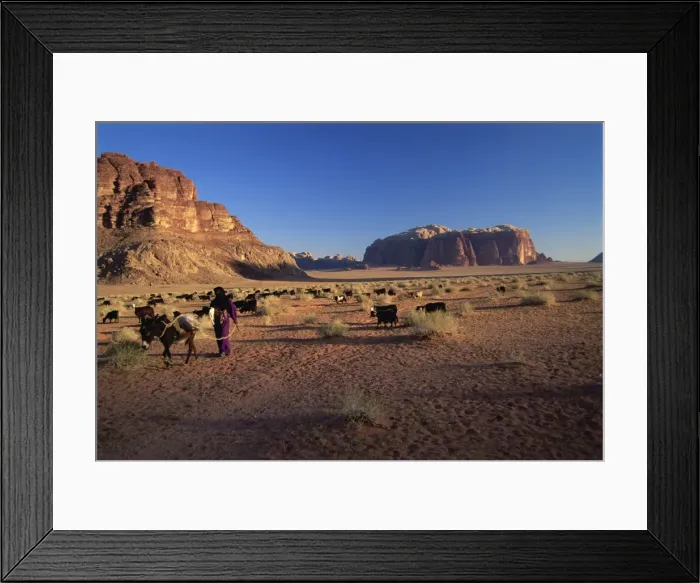 Framed Print : Returning to the village with the herd, Wadi Rum, Jordan, Middle East Framed Print : Returning to the village with the herd, Wadi Rum, Jordan, Middle East