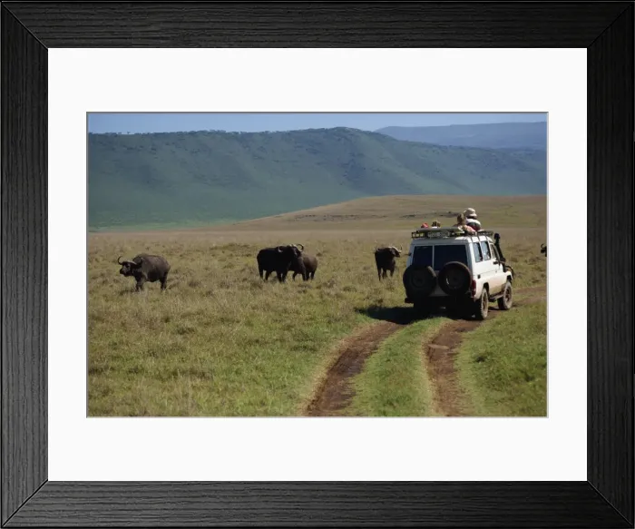 Framed Print : Tourists viewing buffalo from four wheel drive, Ngorongoro Crater, UNESCO World Heritage Site Framed Print : Tourists viewing buffalo from four wheel drive, Ngorongoro Crater, UNESCO World Heritage Site