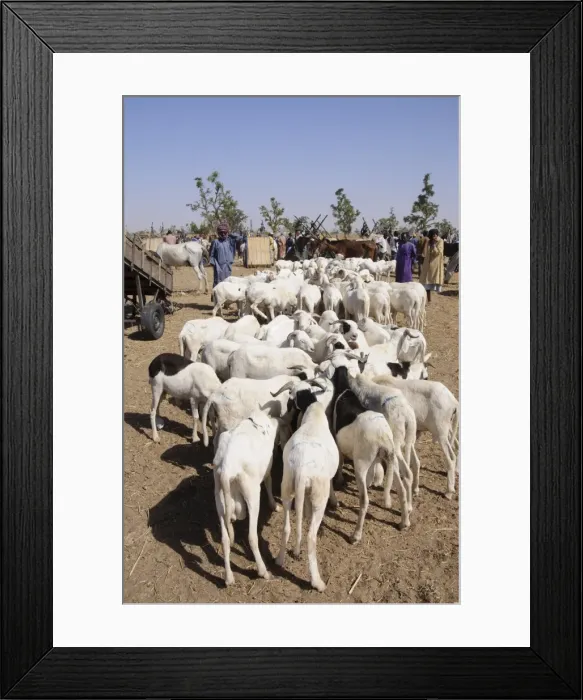 Framed Print : Animal market at Ngueniene, near Mbour, Senegal, West Africa, Africa Framed Print : Animal market at Ngueniene, near Mbour, Senegal, West Africa, Africa
