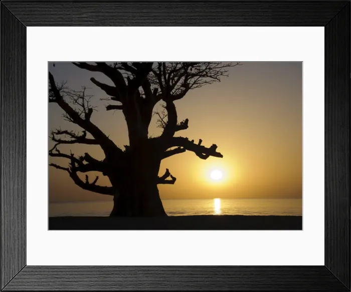 Framed Print : Baobab tree, Sine Saloum Delta, Senegal, West Africa, Africa Framed Print : Baobab tree, Sine Saloum Delta, Senegal, West Africa, Africa