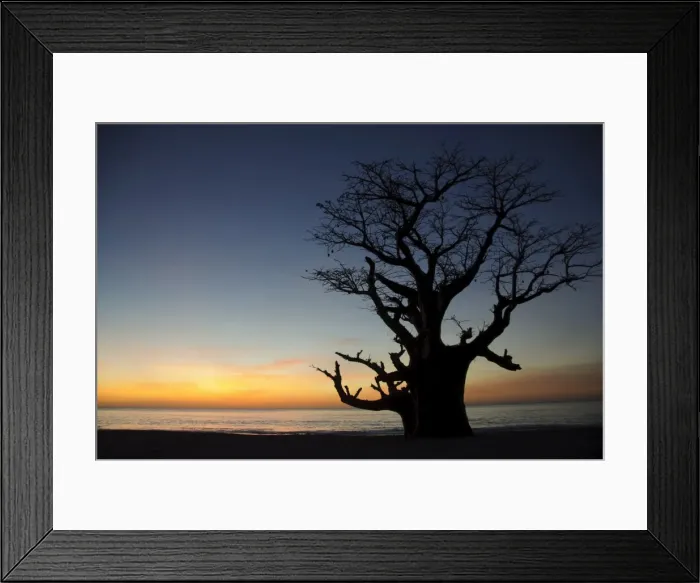 Framed Print : Baobab tree, Sine Saloum Delta, Senegal, West Africa, Africa Framed Print : Baobab tree, Sine Saloum Delta, Senegal, West Africa, Africa