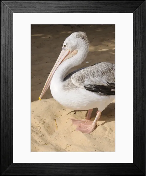 Framed Print : Pelicans on beach at Saly, Senegal, West Africa, Africa Framed Print : Pelicans on beach at Saly, Senegal, West Africa, Africa