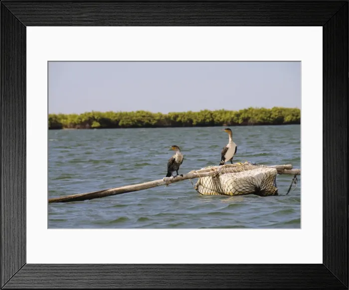 Framed Print : Cormorants, Sine Saloum delta, Senegal, West Africa, Africa Framed Print : Cormorants, Sine Saloum delta, Senegal, West Africa, Africa