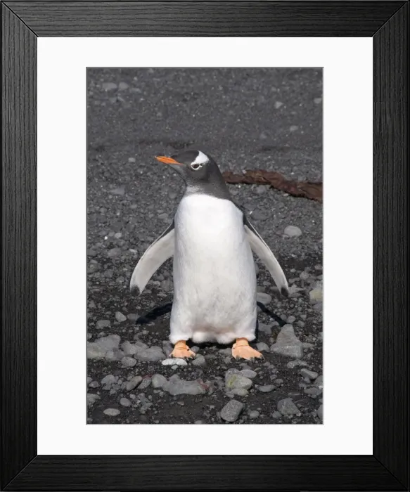 Framed Print : Gentoo penguin at Brown Bluff, Antarctic Peninsula, Antarctica, Polar Regions Framed Print : Gentoo penguin at Brown Bluff, Antarctic Peninsula, Antarctica, Polar Regions