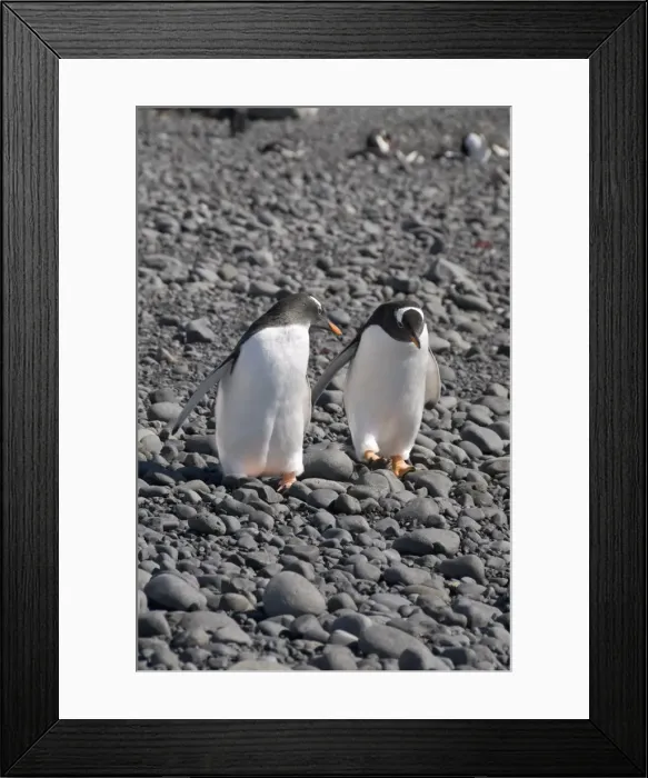 Framed Print : Gentoo penguins at Brown Bluff, Antarctic Peninsula, Antarctica, Polar Regions Framed Print : Gentoo penguins at Brown Bluff, Antarctic Peninsula, Antarctica, Polar Regions