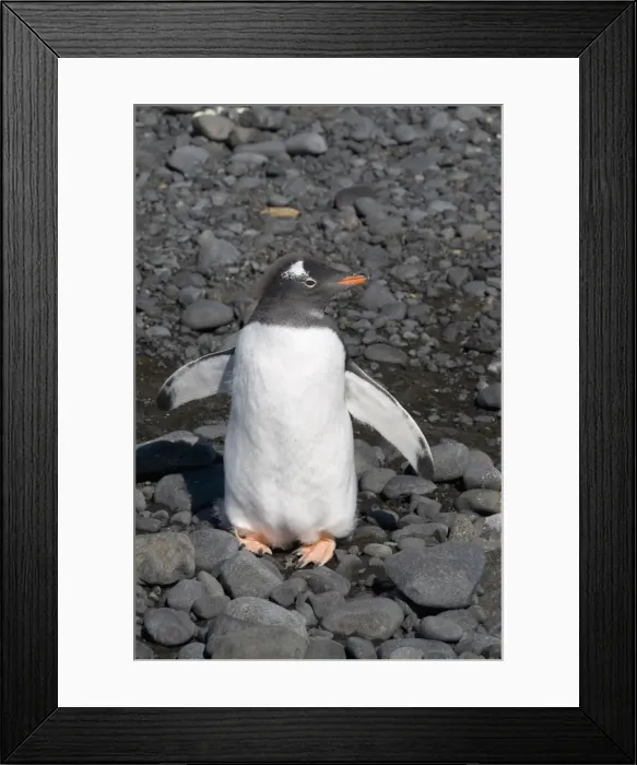 Framed Print : Gentoo penguin moulting at Brown Bluff, Antarctic Peninsula, Antarctica, Polar Regions Framed Print : Gentoo penguin moulting at Brown Bluff, Antarctic Peninsula, Antarctica, Polar Regions