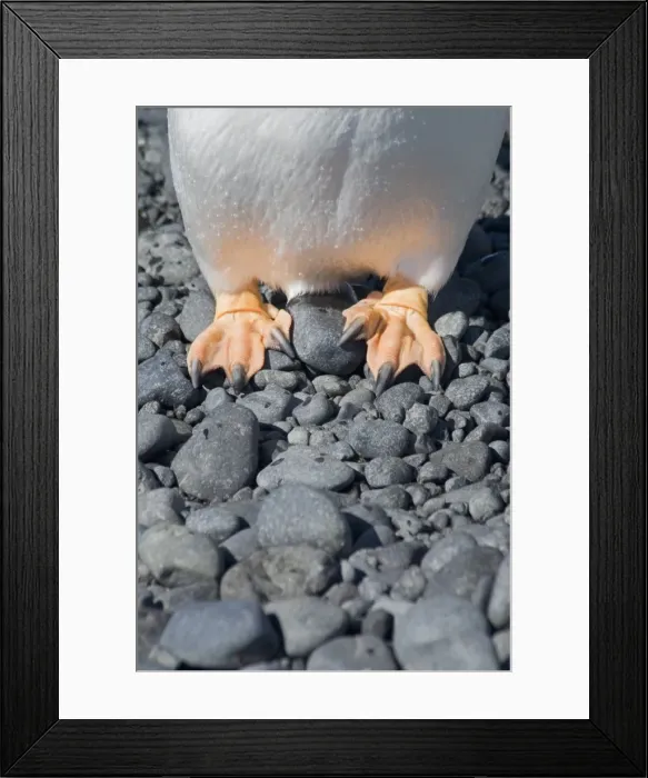 Framed Print : Gentoo penguins feet at Brown Bluff, Antarctic Peninsula, Antarctica, Polar Regions Framed Print : Gentoo penguins feet at Brown Bluff, Antarctic Peninsula, Antarctica, Polar Regions