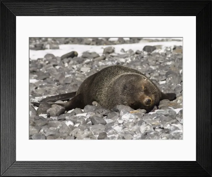 Framed Print : Fur seal at Brown Bluff, Antarctic Peninsula, Antarctica, Polar Regions Framed Print : Fur seal at Brown Bluff, Antarctic Peninsula, Antarctica, Polar Regions