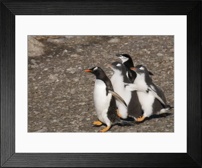 Framed Print : Gentoo penguins, Gourdin Island, Antarctic Peninsula, Antarctica, Polar Regions Framed Print : Gentoo penguins, Gourdin Island, Antarctic Peninsula, Antarctica, Polar Regions
