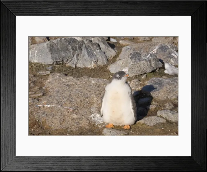 Framed Print : Gentoo penguin, Gourdin Island, Antarctic Peninsula, Antarctica, Polar Regions Framed Print : Gentoo penguin, Gourdin Island, Antarctic Peninsula, Antarctica, Polar Regions
