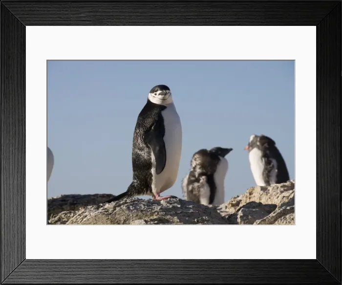 Framed Print : Chinstrap penguins, Gourdin Island, Antarctic Peninsula, Antarctica, Polar Regions
