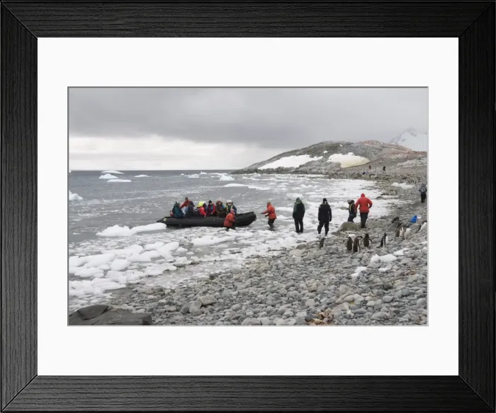 Framed Print : Gentoo penguins, Cuverville Island, Antarctic Peninsula, Antarctica, Polar Regions Framed Print : Gentoo penguins, Cuverville Island, Antarctic Peninsula, Antarctica, Polar Regions