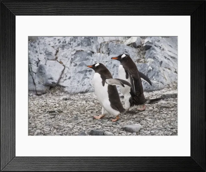 Framed Print : Gentoo penguins, Cuverville Island, Antarctic Peninsula, Antarctica, Polar Regions Framed Print : Gentoo penguins, Cuverville Island, Antarctic Peninsula, Antarctica, Polar Regions