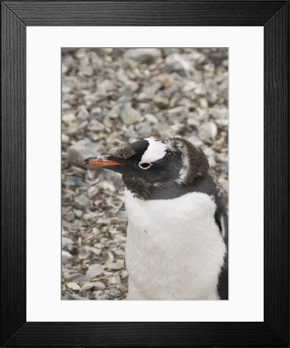 Framed Print : Moulting Gentoo penguin, Cuverville Island, Antarctic Peninsula, Antarctica Framed Print : Moulting Gentoo penguin, Cuverville Island, Antarctic Peninsula, Antarctica