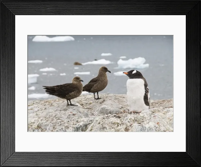 Framed Print : Brown skua and gentoo penguin, Cuverville Island, Antarctic Peninsula, Antarctica Framed Print : Brown skua and gentoo penguin, Cuverville Island, Antarctic Peninsula, Antarctica