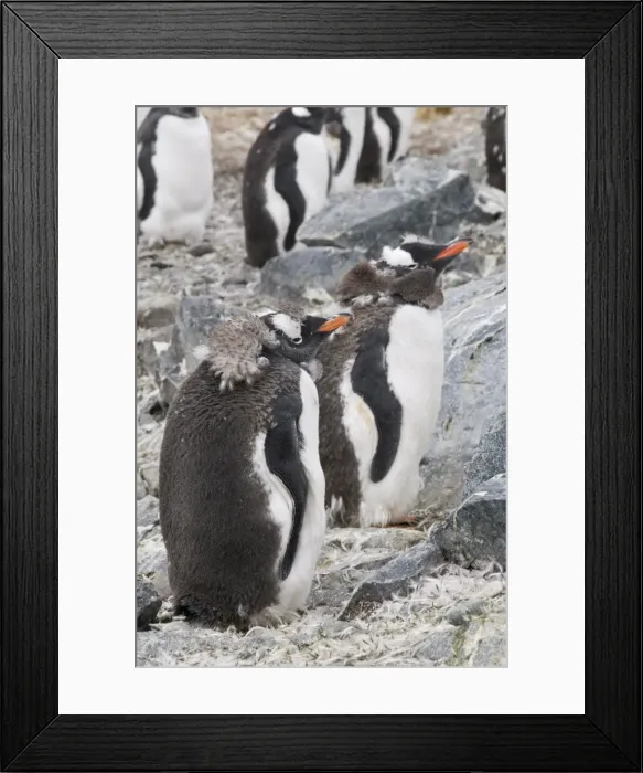 Framed Print : Moulting gentoo penguins, Cuverville Island, Antarctic Peninsula, Antarctica Framed Print : Moulting gentoo penguins, Cuverville Island, Antarctic Peninsula, Antarctica